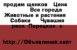 продам щенков › Цена ­ 15 000 - Все города Животные и растения » Собаки   . Чувашия респ.,Порецкое. с.